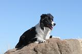 BORDER COLLIE 165